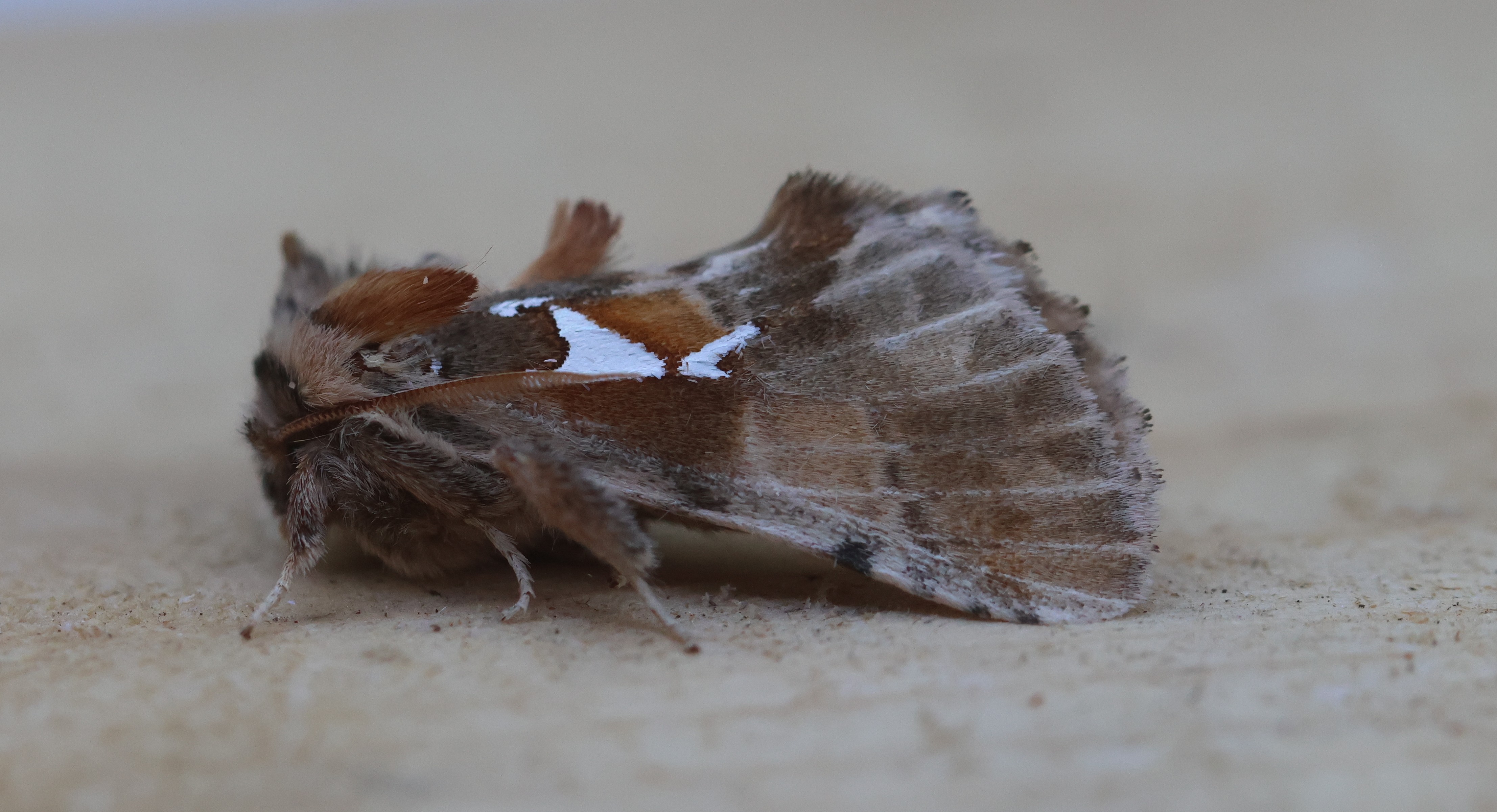 Photo of The Argentine (Spatalia argentina)